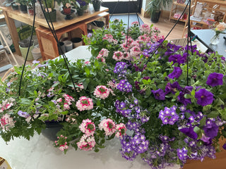 10” Hanging Basket varieties