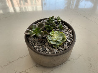 6” Potted Succulents