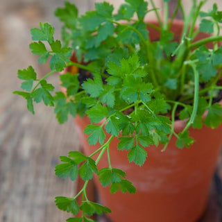 Curley Parsley