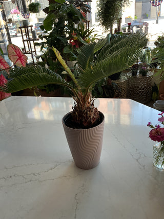 Sago Palm 5”