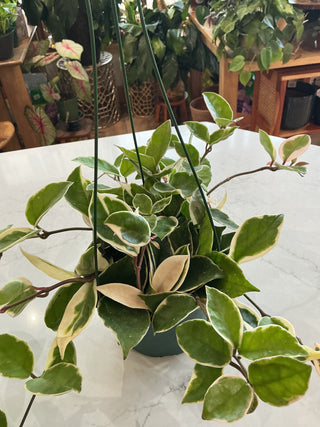 Hoya Krimson Queen 6” Hanging