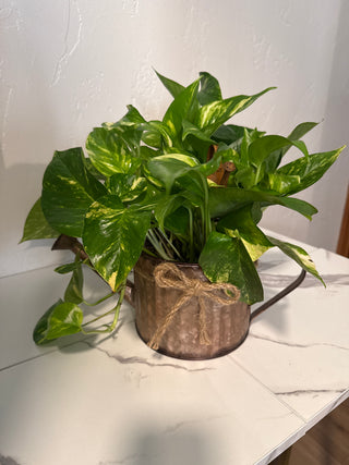 Watering Can Pothos