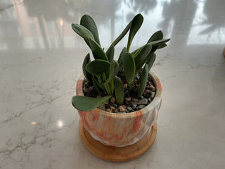 Succulent 3.5” Pot
