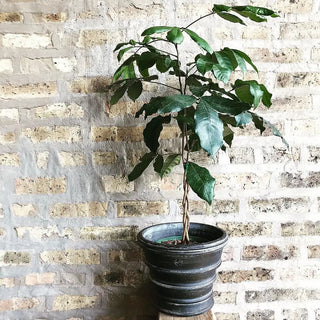 Natel Mohagany Tree - 10”