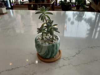 Succulent 3.5” Pot Deluxe