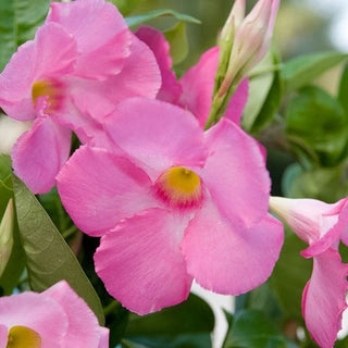 Mandevilla Hybrid - 10” plant (trellis)