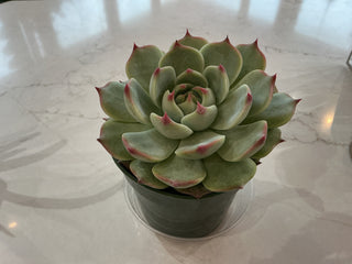 Succulent 4”