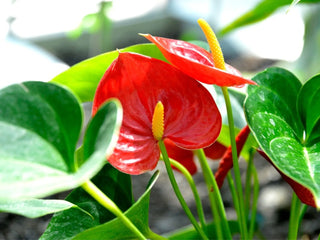 Anthurium - 6” plant