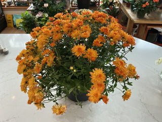 Orange Mum 8"