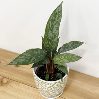 Apoballis Lavallei - 8” plant