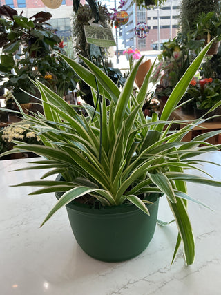 10’ hanging spider plant