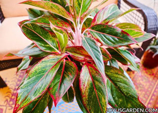 Aglaonema  Hybrid - 4” plant