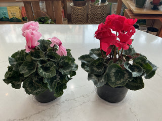 Cyclamen Plant - 6”
