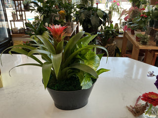 Tropical Garden