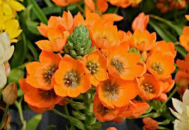 Ornathaglium ‘star flower’ - 6” plant