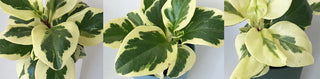 Peperomia ‘Marginata’ - 4” plant