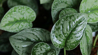 Pothos ‘Silver Satin’ - 4” plant