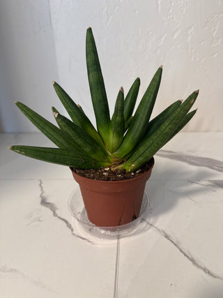 Starfish Snake Plant 4”