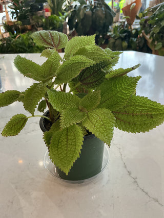 Pilea Moon Valley 4”