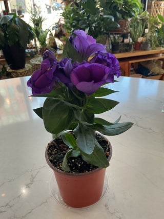 Lisianthus 4”