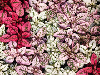 Splash Plant - 3”