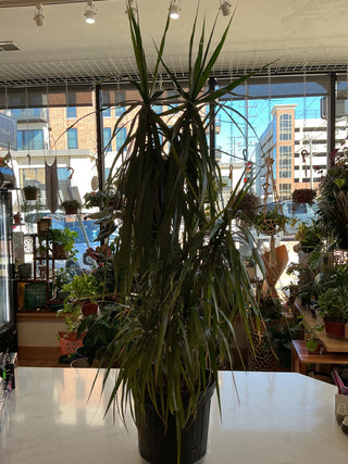 Dracaena Marginata 10”