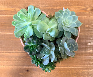Heart Shaped Succulent Garden
