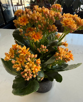 Kalanchoe Flowering Plant - 4.5” plant