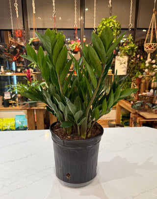 ZZ Plant -  8” plant