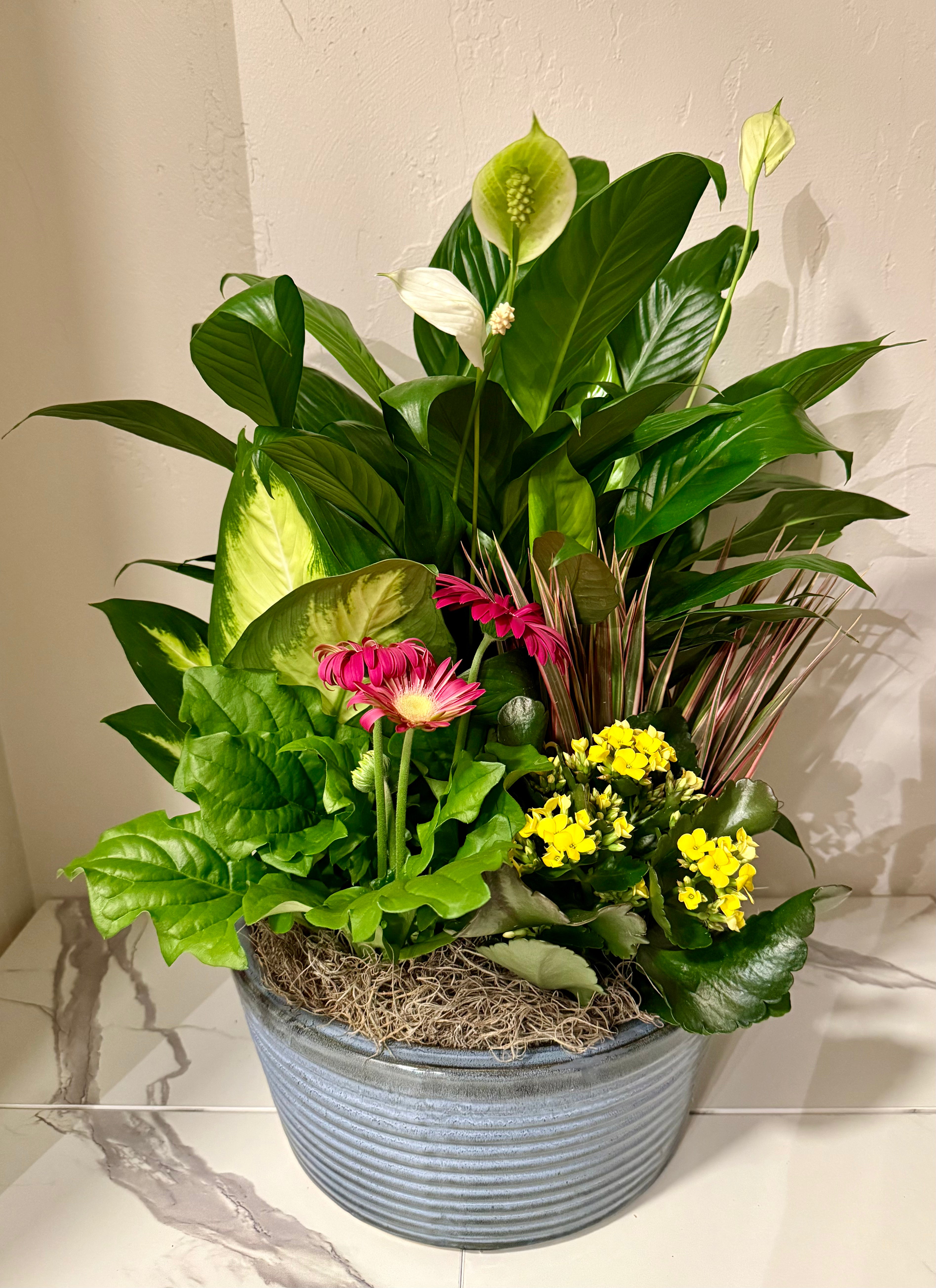 12" European Ceramic Dish Garden - Thumbnail 2