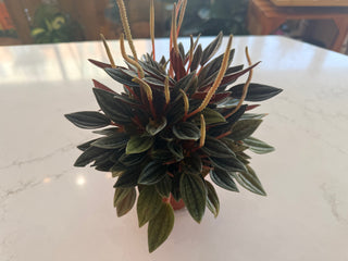 Peperomia Emerald ‘Ripple’ - 4” plant