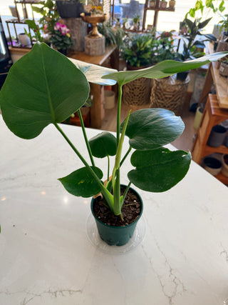 Philodendron ‘Split Leaf’ - 5” plant
