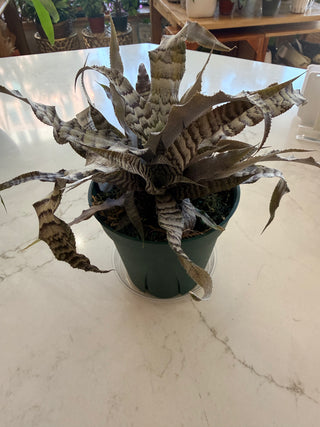 Crytanthus-Earth Star 5"