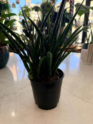 Sansevieria Hybrid 4"