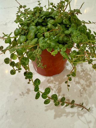 String of Turtles - 4" Plant