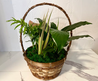 8" Wicker Dish Garden