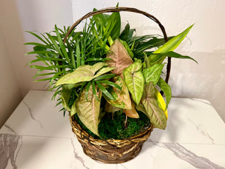 10" Wicker Dish Garden