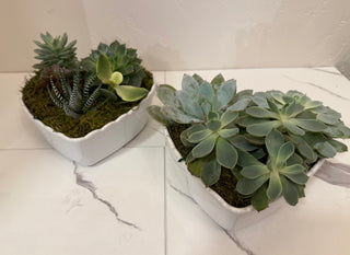 White Heart Shaped Succulent Garden