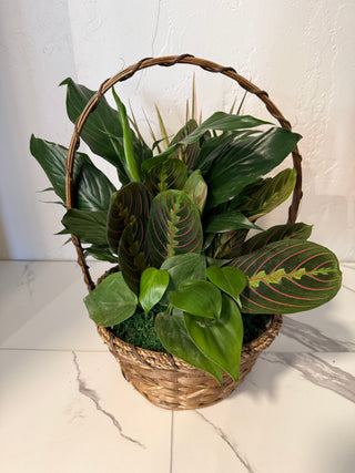 8" Wicker Dish Garden