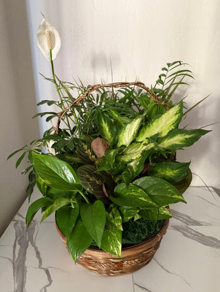 12" Wicker Basket Dish Garden