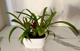 Bromeliad Ceramic Garden