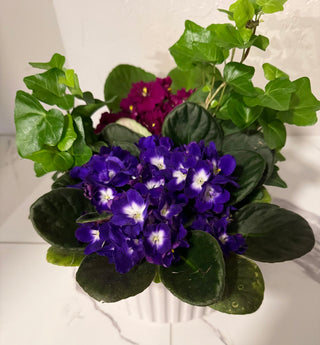 African Violet Ceramic Garden