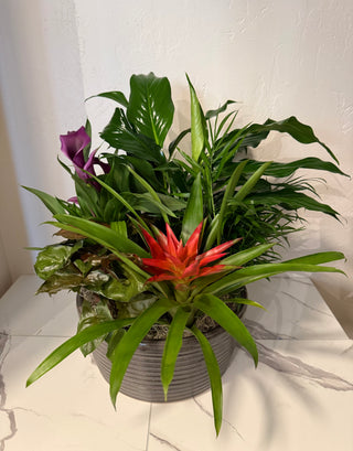12" European Ceramic Dish Garden