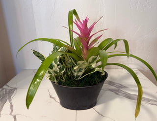 Tropical Garden