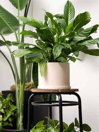 Medium Beige Pot with Saucer