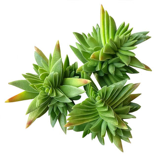 Red Pagoda Shark Tooth -Crassula capitella 2/4in: 2 inch