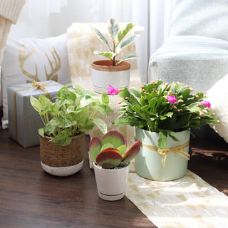 4 inch White Minimalist Pot with Saucer - Pot for Houseplant