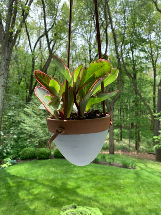 Small Hanging Planter with Leather Hanger: Black/Terracotta
