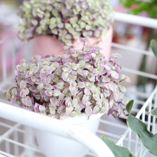 Callisia repens f. variegata 'Pink Lady' Plant 2/4/6 inch: 4 inch