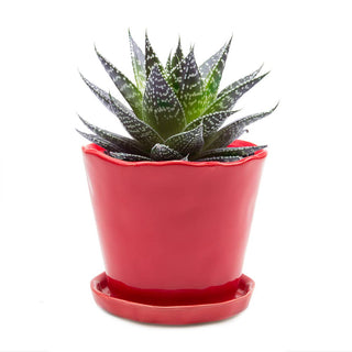 Tika Ceramic Pots and Planters